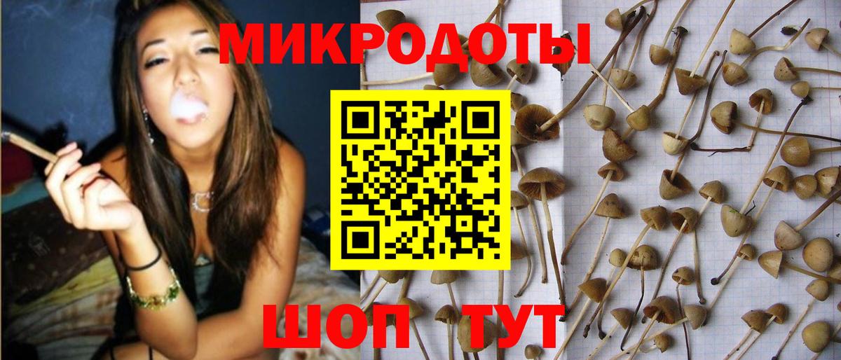 Галлюциногенные грибы Psilocybine cubensis Сегежа